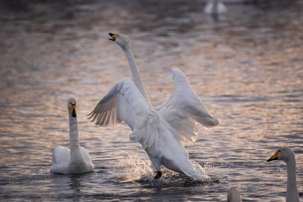 Stock image A group of swans swims on a lake on a frosty winter day. 