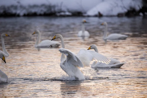 Un groupe de cygnes nage sur un lac par une journée d'hiver glacée. "Lebedi — Photo