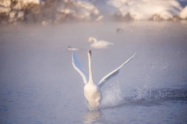 Un grup de lebede înoată pe un lac într-o zi de iarnă înghețată. "Lebedi — Fotografie, imagine de stoc