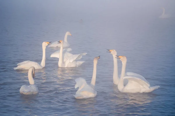 Un grupo de cisnes nada en un lago en un frío día de invierno. "Lebedi — Foto de Stock