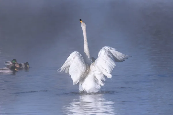 Schwingt der Schwan die Flügel. trocknet Flügel und zeigt seine Dominanz. " — Stockfoto