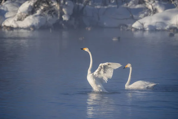 Le cygne bat des ailes. Séche les ailes et montre sa domination . " — Photo