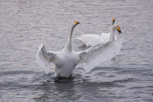 Schwingt der Schwan die Flügel. trocknet Flügel und zeigt seine Dominanz. " — Stockfoto