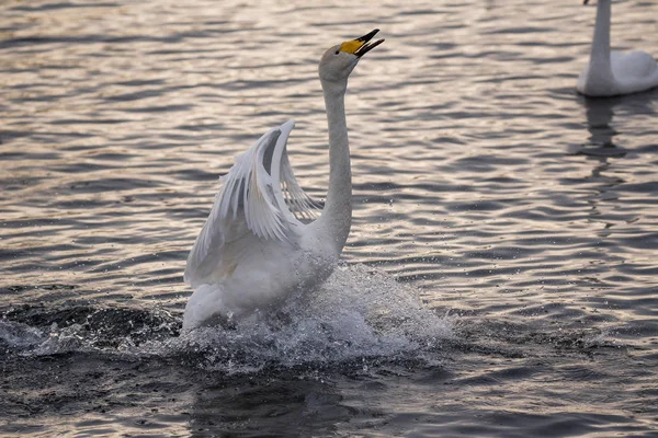 Schwingt der Schwan die Flügel. trocknet Flügel und zeigt seine Dominanz. " — Stockfoto