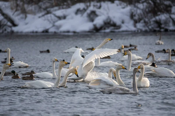 Kampf der Schwäne. greift ein Schwan einen anderen Vogel an. "lebedinyj" Schwan na — Stockfoto