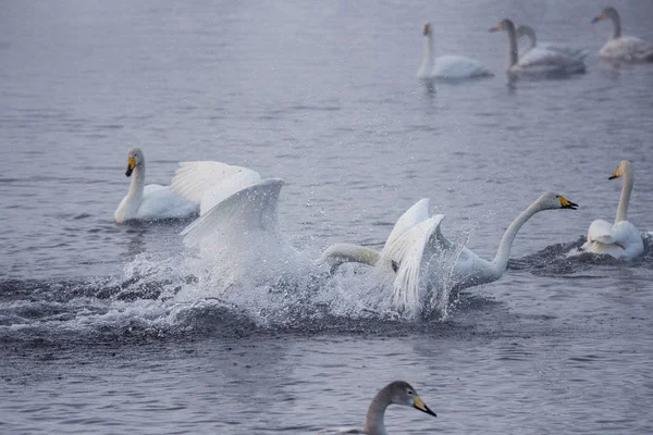 Fight of swans. A swan attacks another bird. "Lebedinyj" Swan Na — Stock Photo, Image