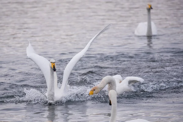 Kampf der Schwäne. greift ein Schwan einen anderen Vogel an. "lebedinyj" Schwan na — Stockfoto