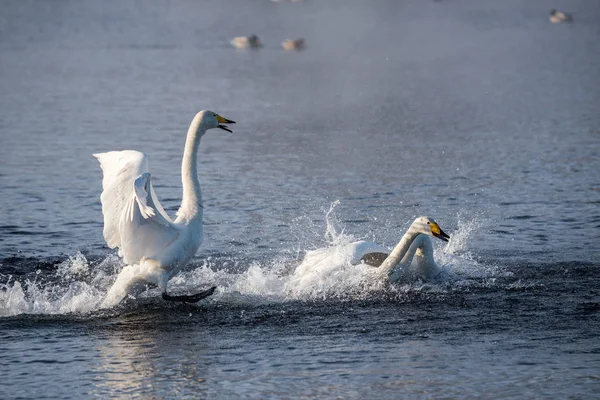 Kampf der Schwäne. greift ein Schwan einen anderen Vogel an. "lebedinyj" Schwan na — Stockfoto