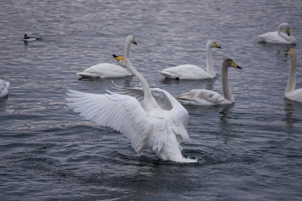 Um grupo de cisnes nada em um lago em um dia de inverno gelado. "Lebedi Imagens De Bancos De Imagens Sem Royalties