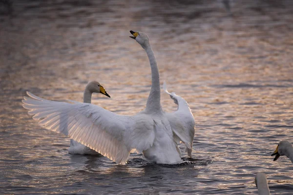 Um grupo de cisnes nada em um lago em um dia de inverno gelado. "Lebedi Fotos De Bancos De Imagens