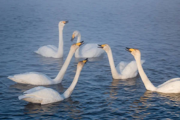 A group of swans swims on a lake on a frosty winter day. "Lebedi Royalty Free Stock Images