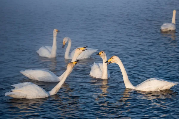 A group of swans swims on a lake on a frosty winter day. "Lebedi Royalty Free Stock Images