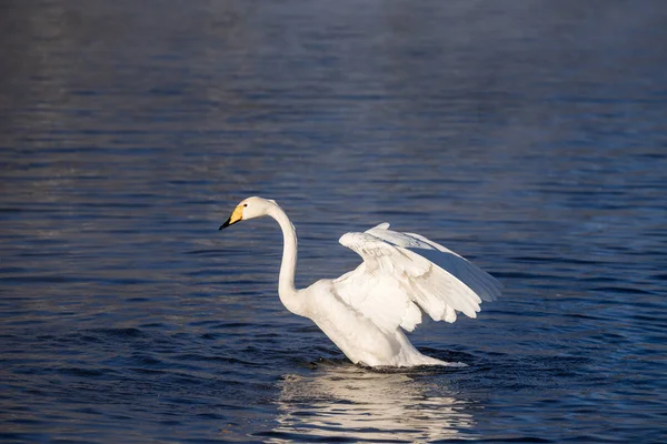 Il cigno sbatte le ali. Asciuga le ali e mostra il suo dominio . " Fotografia Stock