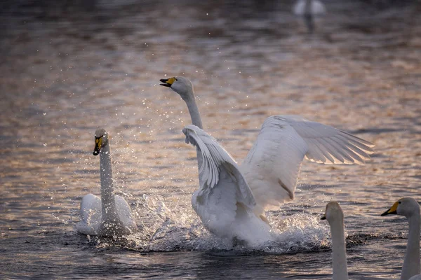 The swan flaps its wings. Dries wings and shows its dominance. " Royalty Free Stock Images