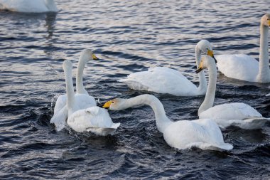 Kuğu zalimce ve sert bir şekilde başka bir kuğuısırır. 