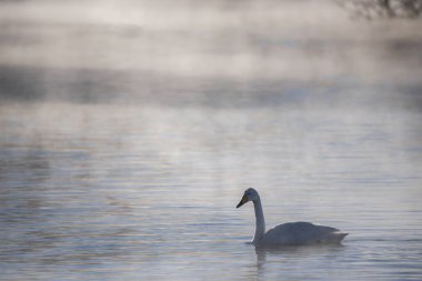 Yalnız bir kuğu kışın gölde yüzer. 