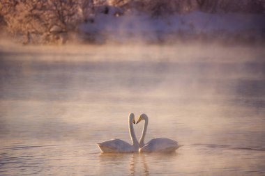 Aşık iki kuğu bir kış gölünde güzelce yüzerler. 