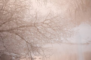 Buzlu bir kış sabahı siste buzlu ağaç dalları. 