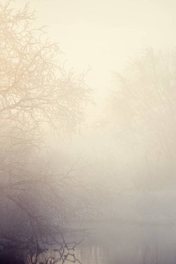 Buzlu bir kış sabahı siste buzlu ağaç dalları. 