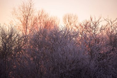 Buzlu bir kış sabahı siste buzlu ağaç dalları. 