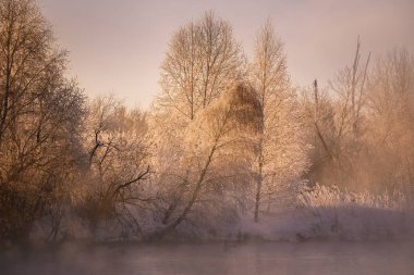 Buzlu bir kış sabahı siste buzlu ağaç dalları. 