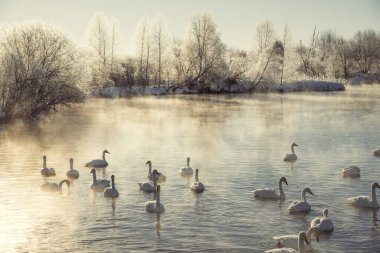 Kuğularla dolu kış gölünün manzarası. 