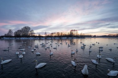Kuğularla dolu kış gölünün manzarası. 