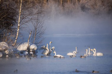 Kuğularla dolu kış gölünün manzarası. 