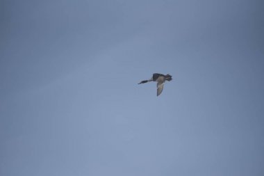 Kuğu gölün üzerinden uçar. 