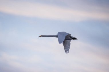 Swan flies over the lake. 