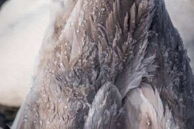 Kışın buz ve karda kuğu tüyleri. 