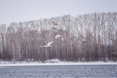 Gölün üzerinde uçan bir grup kuğu. 