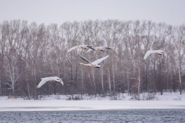 Gölün üzerinde uçan bir grup kuğu. 