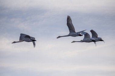 Gölün üzerinde uçan bir grup kuğu. 