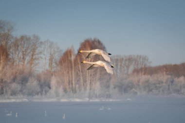 Gölün üzerinde uçan bir grup kuğu. 