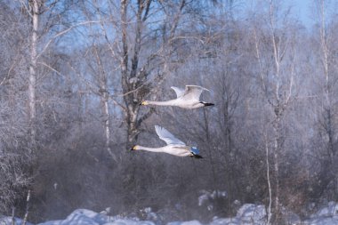 Gölün üzerinde uçan bir grup kuğu. 