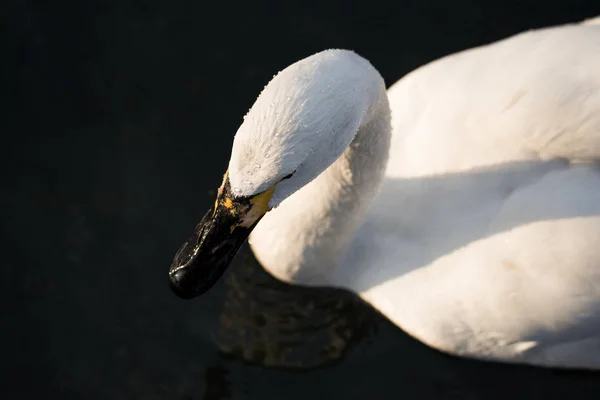 Close-up van het hoofd van een zwaan. "Lebedinyj" zwaan natuur res — Stockfoto