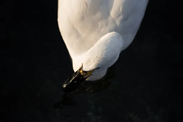 Vista de cerca de la cabeza de un cisne. "Lebedinyj" Swan Nature Res — Foto de Stock