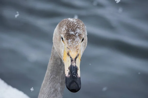 Close-up van het hoofd van een zwaan. "Lebedinyj" zwaan natuur res — Stockfoto