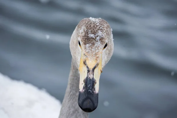 Close-up van het hoofd van een zwaan. "Lebedinyj" zwaan natuur res — Stockfoto