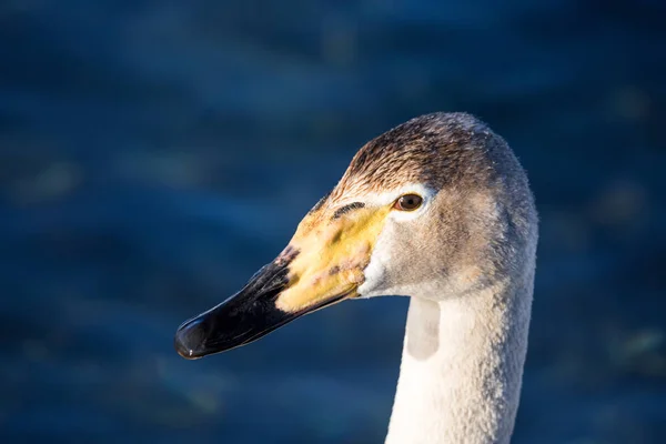 Visão de perto da cabeça de um cisne. "Lebedinyj" Swan Nature Res — Fotografia de Stock