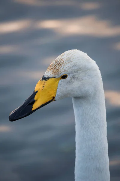 Close-up van het hoofd van een zwaan. "Lebedinyj" zwaan natuur res — Stockfoto