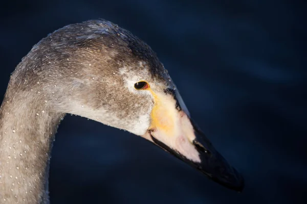 Close-up van het hoofd van een zwaan. "Lebedinyj" zwaan natuur res — Stockfoto