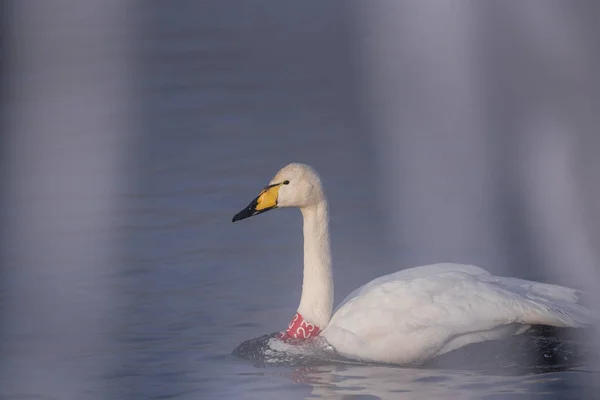 Cisne con un vendaje rojo en el cuello. Ornitólogos y veterina — Foto de Stock