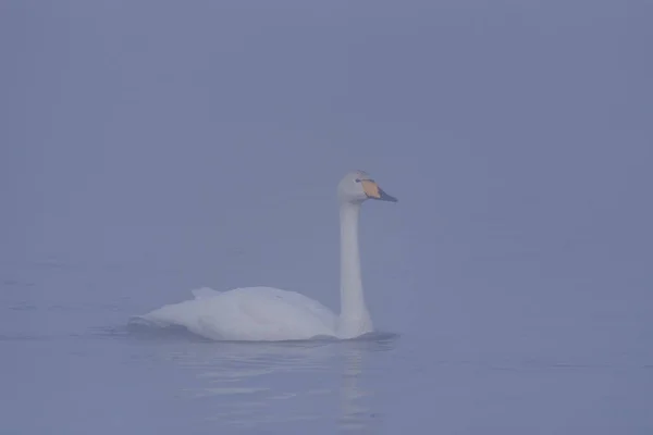 A lone swan swims in the winter on the lake. "Lebedinyj" Swan Na — Stock Photo, Image