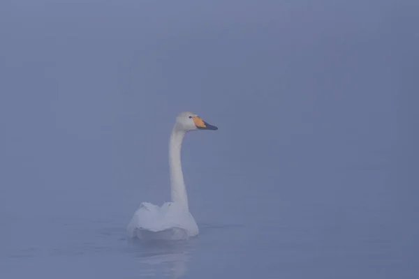 V zimě u jezera plavá osamělá labuť. "Lebedinyj" labuť — Stock fotografie