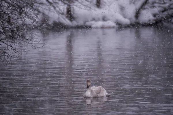 겨울에는 고독한 백조가 호수에서 수영을 합니다. "레베디니즈" 스완 나 — 스톡 사진
