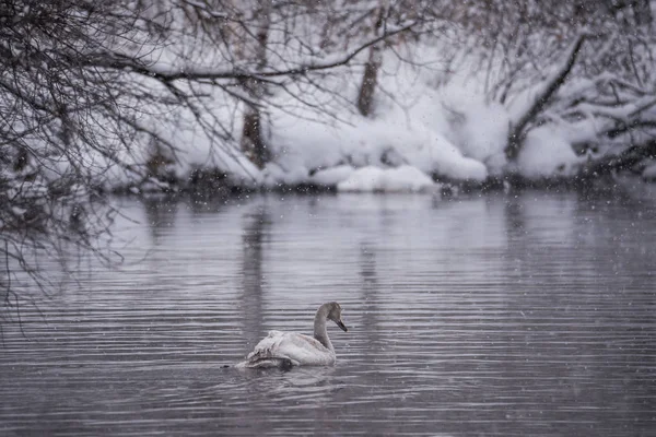 Ένας μοναχικός κύκνος κολυμπάει το χειμώνα στη λίμνη. "Λελεντίνιτζ" Σουάν να — Φωτογραφία Αρχείου