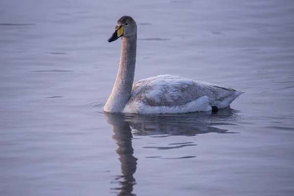 Un cisne solitario nada en el invierno en el lago. "Lebedinyj" Swan Na — Foto de Stock