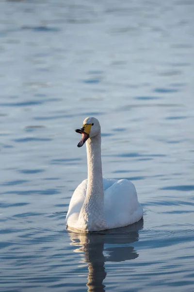 Een eenzame zwaan zwemt in de winter op het meer. "Lebedinyj" Swan na — Stockfoto